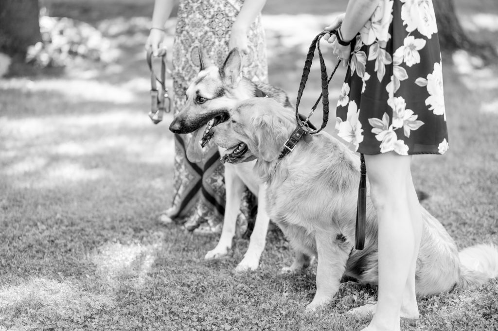 Aiden Laurette Photography | dogs wait for wedding ceremony