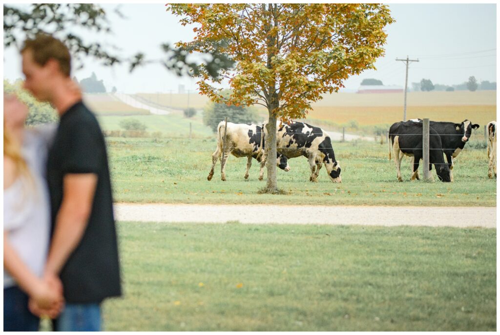 Aiden Laurette Photography | cows on dairy farm